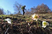 34 In decisa salita con ellebori 